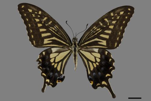 Papilio xuthus[柑橘鳳蝶][00101140]