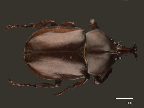 Allomyrina dichotomus[獨角仙][00046405]