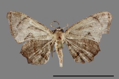 Phazaca kosemponicola[甲仙圓翅雙尾蛾][00093312]
