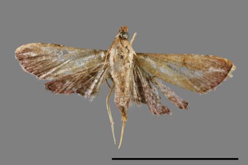 <已分類>Family：Crambidae[草螟科][00064878]