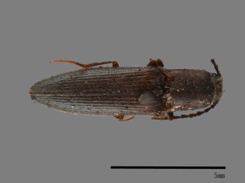 <已分類>Family：Elateridae[叩頭蟲科][00054192]