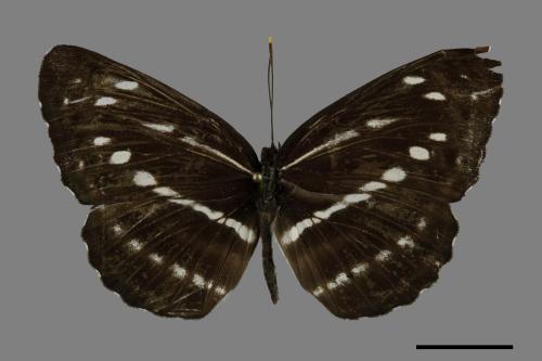 Neptis nata lutatia[臺灣三線蝶][00101892]