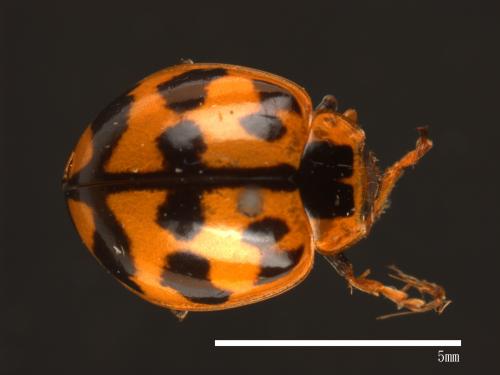 Harmonia octomaculata[八斑和瓢蟲][00085076]