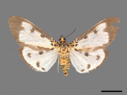 Asota plana lacteata[長斑擬燈蛾][00045624]