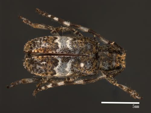<已分類>Genus：Falsomesosella[偽星斑天牛屬][00080286]