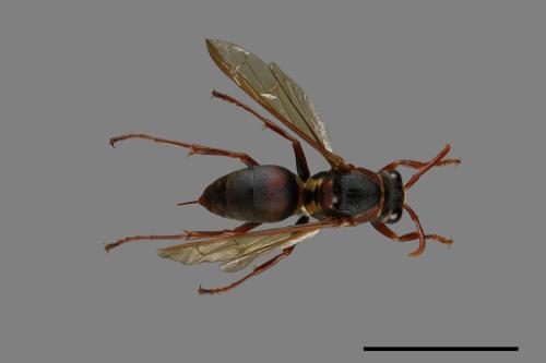 Polistes takasagonus[雙斑長腳蜂][00072689]