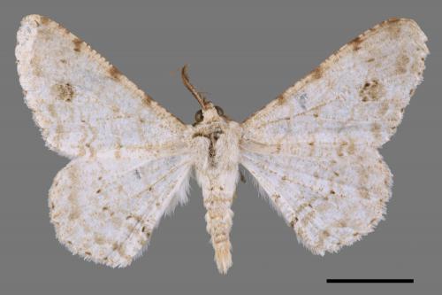 Lassaba parvalbidaria parvalbidaria[污雪雙斑尺蛾][00069169]