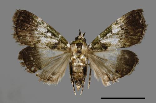 <已分類>Family：Pyralidae[螟蛾科][00064919]