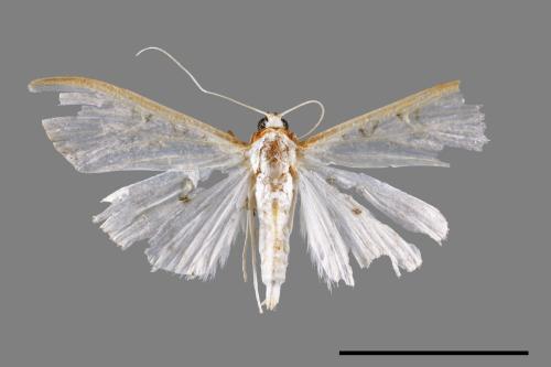 <已分類>Family：Crambidae[草螟科][00064936]