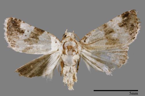 Maliattha signifera[00009310]