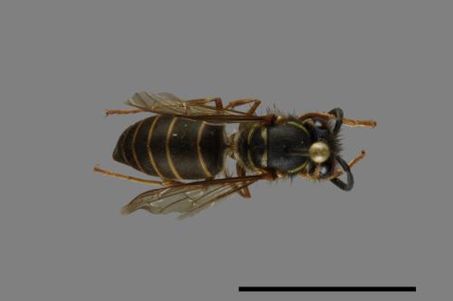 Vespula flaviceps[細黃胡蜂][00073116]