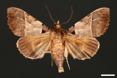 Serrodes campana[鈴斑翅夜蛾][00005508]