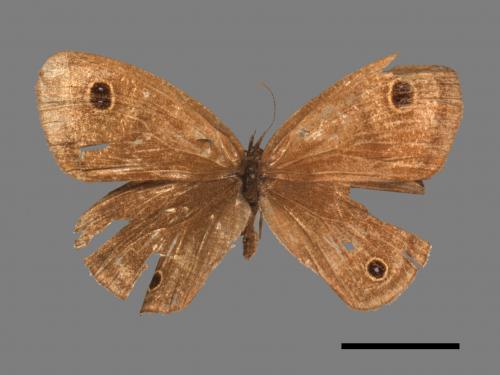 Ypthima multistriata[臺灣波紋蛇目蝶][00015354]