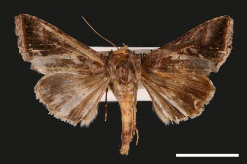 Chrysodeixis eriosoma[南方錁夜蛾][00032491]