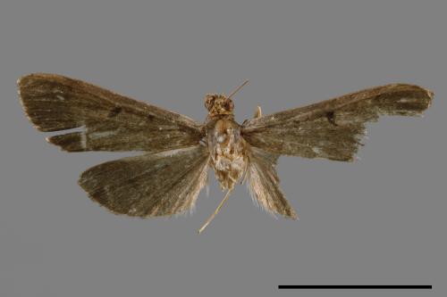 <已分類>Family：Crambidae[草螟科][00030406]