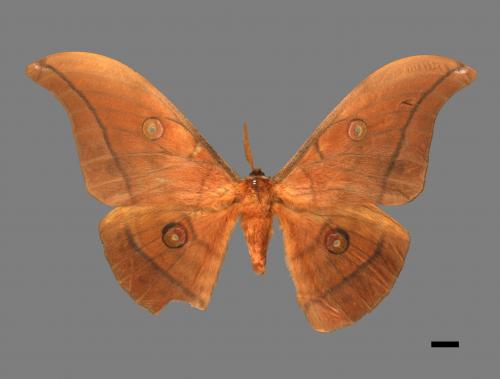 Antheraea yamamai superba[大透目天蠶蛾][00016224]