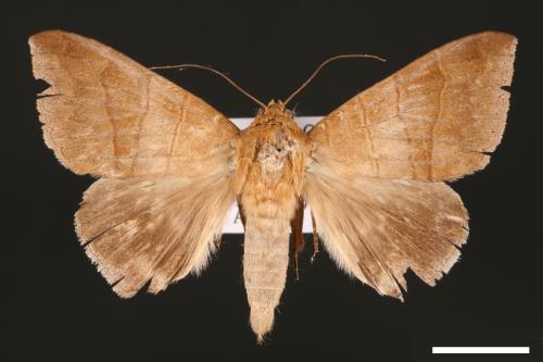 Dysgonia amygdalis[00030919]