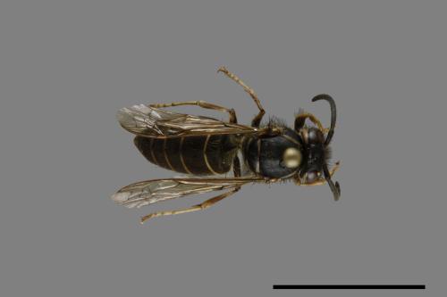 Vespula flaviceps[細黃胡蜂][00073268]