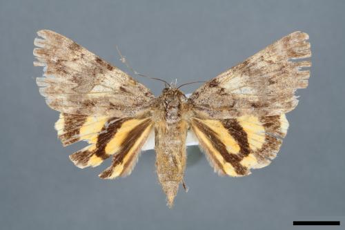 Catocala kuangtungensis[00006572]