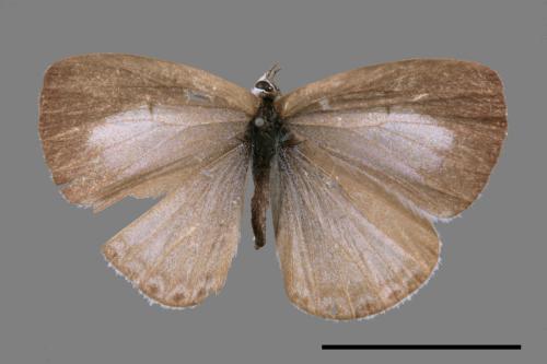 Celastrina lavendularis himilcon[埔里琉璃小灰蝶][00015431]