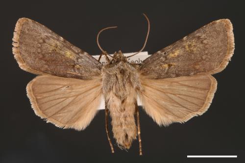 Agrotis taiwana[00000704]