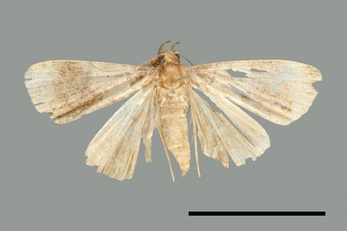 <已分類>Family：Noctuidae[夜蛾科][00010721]
