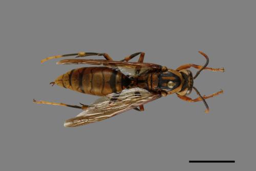 Polistes rothneyi[黃長腳蜂][00074357]