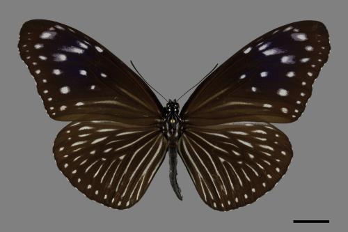 Euploea mulciber barsine[端紫斑蝶][00094484]