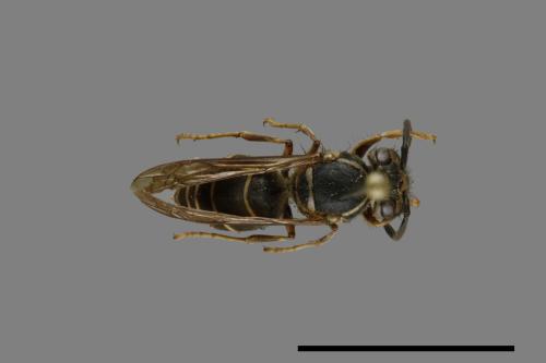 Vespula flaviceps[細黃胡蜂][00072985]