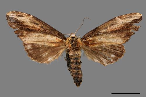 Hexafrenum maculifer maculifer[斑白頸異齒舟蛾][00051832]