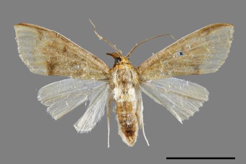 <已分類>Family：Crambidae[草螟科][00064555]