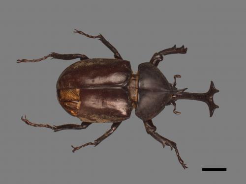 Allomyrina dichotomus[獨角仙][00080704]