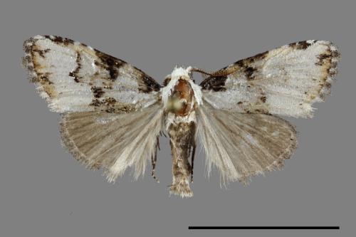 <已分類>Family：Noctuidae[夜蛾科][00099791]