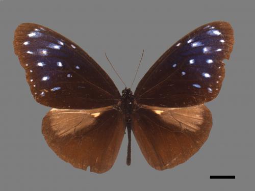 Euploea mulciber barsine[端紫斑蝶][00061519]