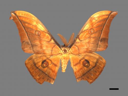 Antheraea yamamai superba[大透目天蠶蛾][00016112]
