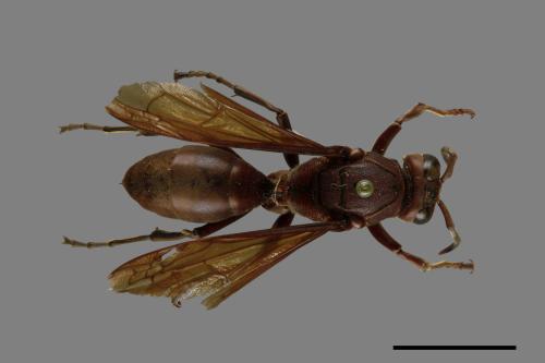 Polistes tenebricosus[赭褐長腳蜂][00074399]