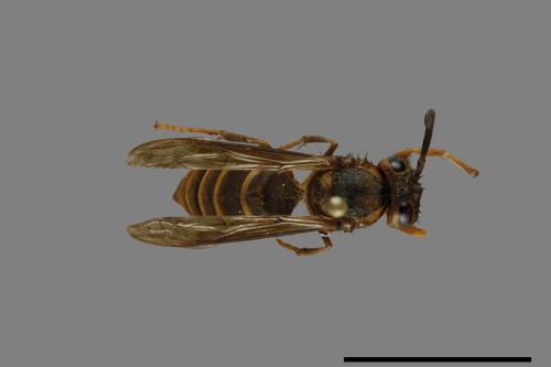 Vespula arisana[阿里山黃胡蜂][00072854]