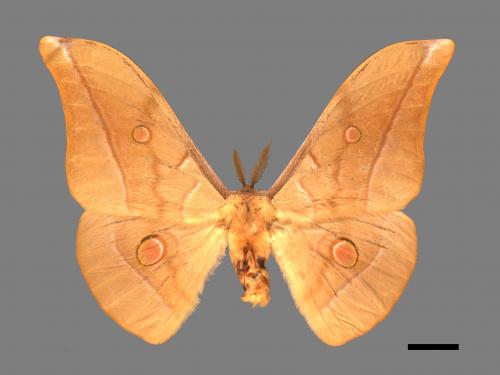 Antheraea pernyi[姬透目天蠶蛾][00016249]