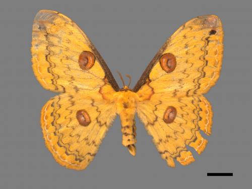 Loepa formosensis[黃豹天蠶蛾][00055653]