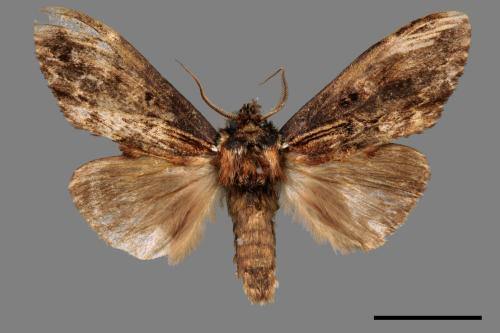 Hexafrenum leucodera yamamotoi[吉本氏異齒舟蛾 (明白頸異齒舟蛾)][00059838]