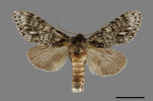 Pheosiopsis cinerea formosana[喜夙舟蛾][00071012]