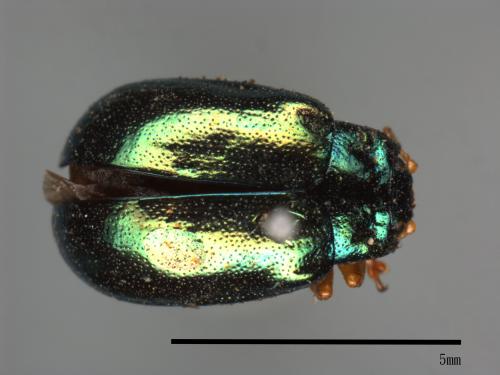 <已分類>Family：Chrysomelidae[金花蟲科][00081215]