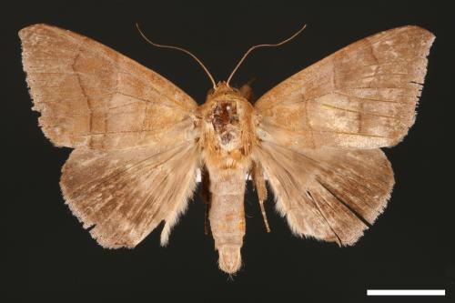 Dysgonia amygdalis[00029455]