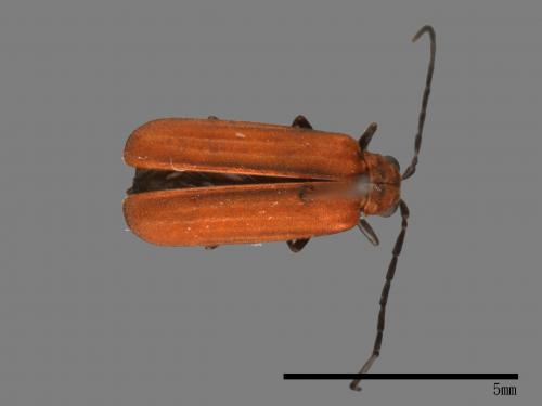<已分類>Family：Chrysomelidae[金花蟲科][00083890]