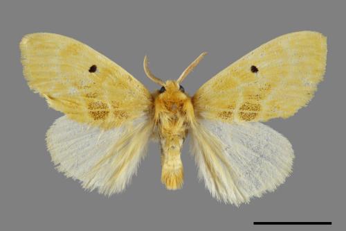 <已分類>Genus：Euproctis[00038340]