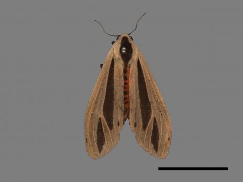 Creatonotos gangis[黑條灰燈蛾][00022011]