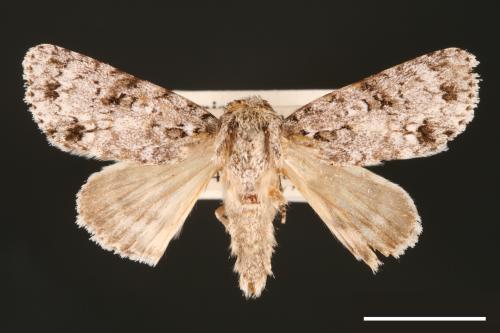 Acronicta albistigma[00000422]