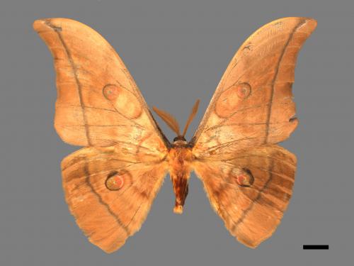 Antheraea yamamai superba[大透目天蠶蛾][00016136]