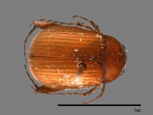 <已分類>Family：Scarabaeidae[金龜子科][00054321]