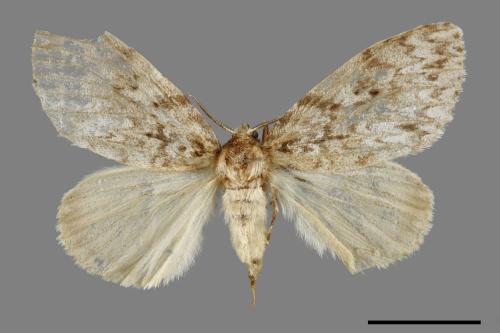 Lymantria grisea kosemponis[L紋褐毒蛾][00059919]